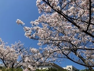 地場産の桜